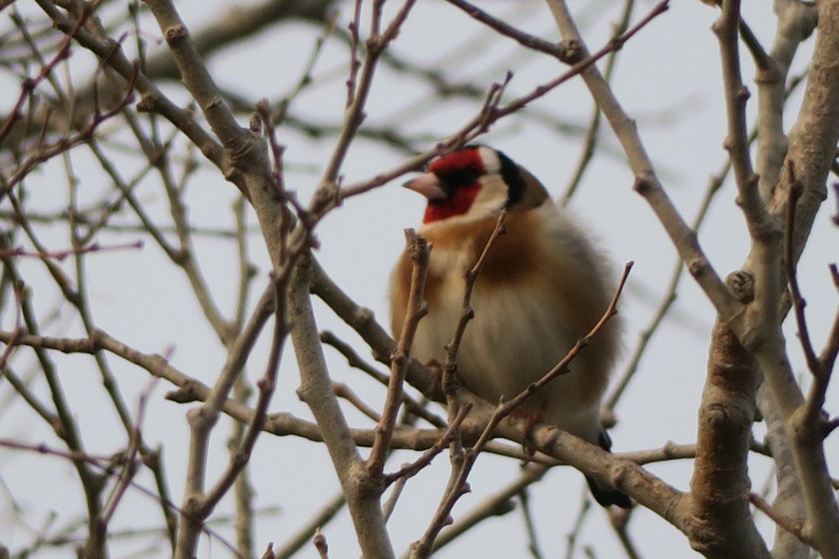 jballesterv's tweet photo. Bon vespre @birdcatalunya. Cadernera, Gafarró, Cotxa els tinc clars. El darrer un Cotoliu ?
Gràcies! https://t.co/qNN7cSrtzH