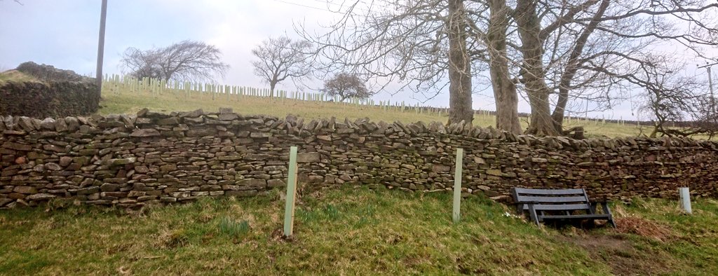 Wild About Lothersdale (@lothersdalewg) on Twitter photo Latest tree plot we've facilitated in our #Yorkshire village. Not just 3 next to the bench, behind! New shelterbelt to add to sorry remnants; their shape clearly tells tales of prevailing winds! New corridor linking #habitat. Thanks <a href="/YorksFarmWild/">YorksFarmWild</a> <a href="/ProfJGrey/">Jonathan Grey</a> #UpperAireProject Latest tree plot we've facilitated in our #Yorkshire village. Not just 3 next to the bench, behind! New shelterbelt to add to sorry remnants; their shape clearly tells tales of prevailing winds! New corridor linking #habitat. Thanks <a href="/YorksFarmWild/">YorksFarmWild</a> <a href="/ProfJGrey/">Jonathan Grey</a> #UpperAireProject