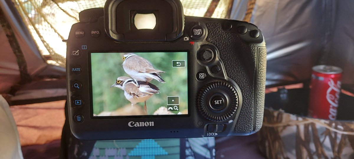 KinnockPaul's tweet photo. A few shots taken this morning and afternoon from the Hokki V3 photohide 
Little Ringed Plover mating .. Pin-tailed Snipe found 2 of them .. 22 common snipe and 7 jack snipe 
#birds #twitterbirds #TwitterNatureCommunity #photohide #UAE #Tragopan https://t.co/l0o2YzhQHD