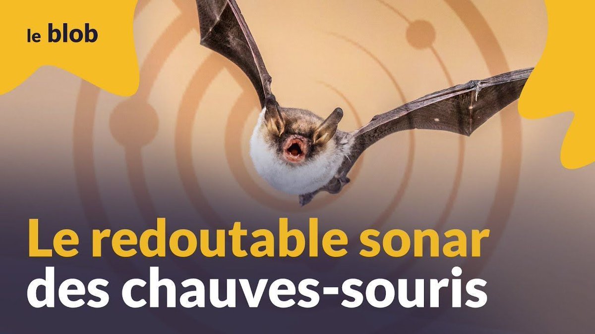 citedessciences's tweet image. Le redoutable #sonar de la chauve-souris...

Des chercheurs ont partagé une nuit avec des chauves-souris pour étudier au plus près leur technique de chasse. Une expérience exceptionnelle !

👉 leblob.fr/videos/le-redo…

#echolocation #ultrason