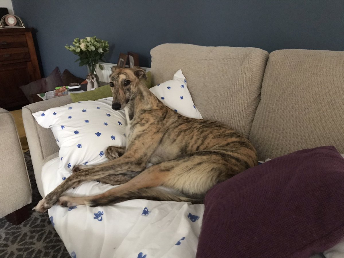 Almost a year after losing our beautiful Belle, the #ourgreyhoundsourlives campaign helped inspire us to go again. Say hello to Bonnie!! She’s settling in nicely, although we are having to sit here with all the windows open 🥶
