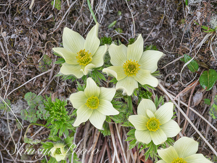 Shinsyu Photo ツクモグサ 長野県北アルプス白馬岳 残雪が残る6月の北アルプスの稜線でいち早く淡い黄色の花を開かせる九十九草 九十九草は キンポウゲ科オキナグサ属の多年草です 曇った日には 白い萼が閉じてしまい黄色い花が見えなくなってしまい