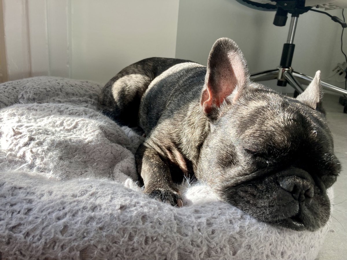 PuppySimone's tweet image. Working from home.