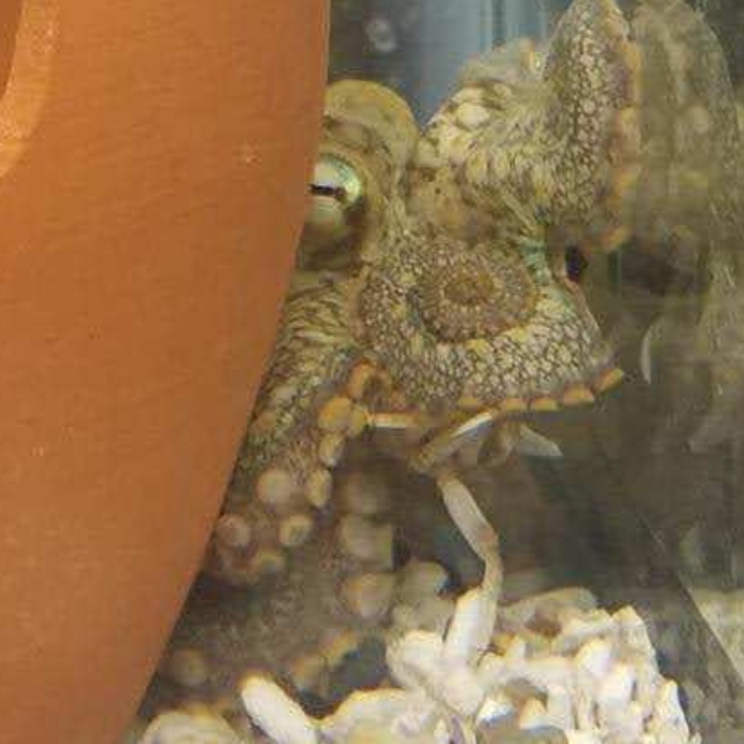 Our octos can get creative when curling into hiding places. This octo is using the corner of the clear glass tank as part of its protection! #octopus