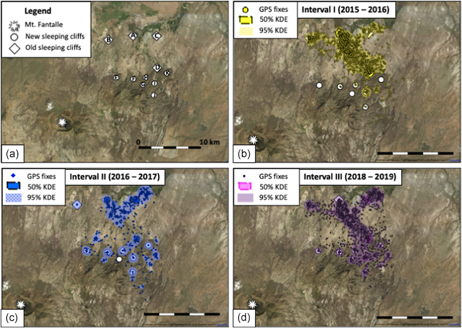 TheRealNYCEP's tweet photo. Remote data collection using GPS collars shows that hamadryas baboon home ranges are far larger than previously thought https://t.co/dpVlFSznbR https://t.co/eZ8SgklPBW