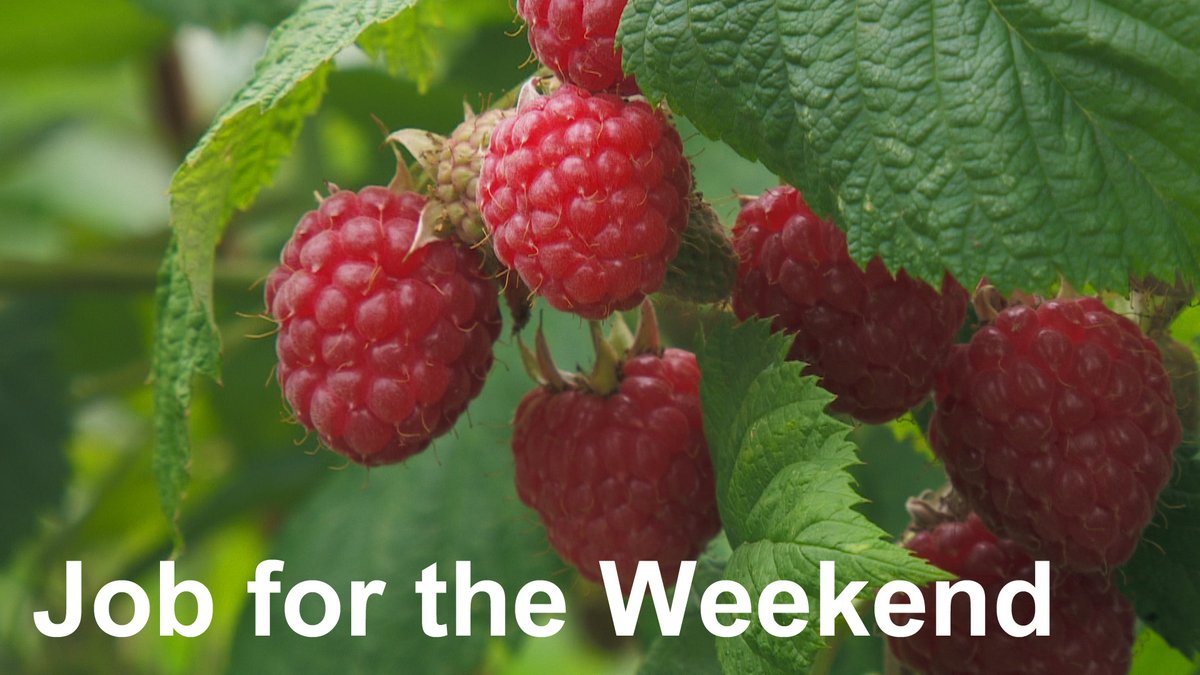 GWandShows's tweet image. It&apos;s time to give your autumn-fruiting raspberries a bit of attention. Cut back all of last year&apos;s growth, give them a good weed and mulch, and you&apos;re all set for spring! What gardening jobs lie ahead for you today? 🙂 #GardenersWorld #GYO #AllotmentLife