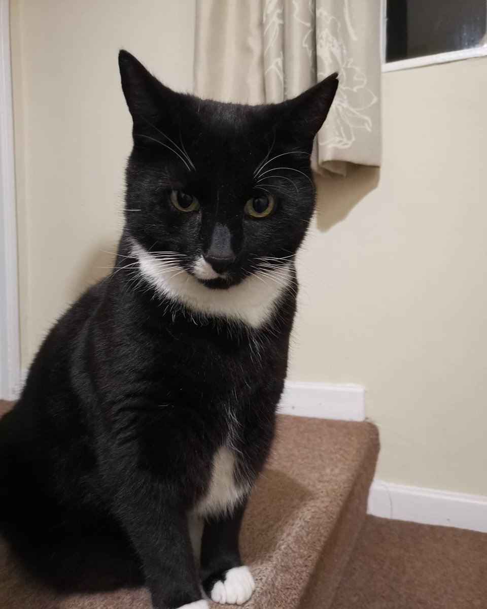 lazyperfection's tweet photo. Friday night cats! #CatsOfTwitter #blackandwhitecat #tuxedocat #whitecat #neighbourscat #catvisitor #cats https://t.co/yCc3npZSYS