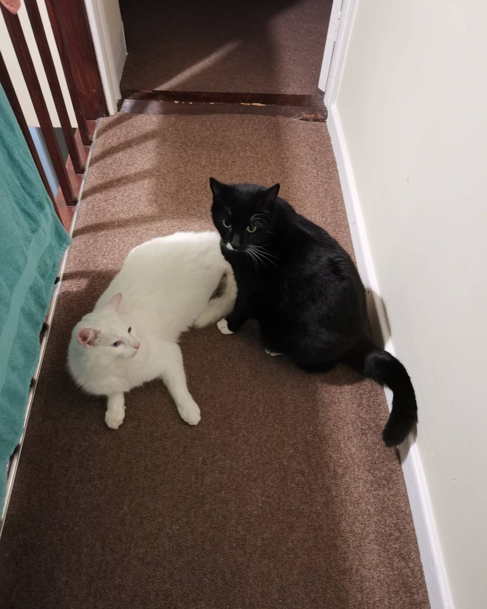 lazyperfection's tweet photo. Friday night cats! #CatsOfTwitter #blackandwhitecat #tuxedocat #whitecat #neighbourscat #catvisitor #cats https://t.co/yCc3npZSYS