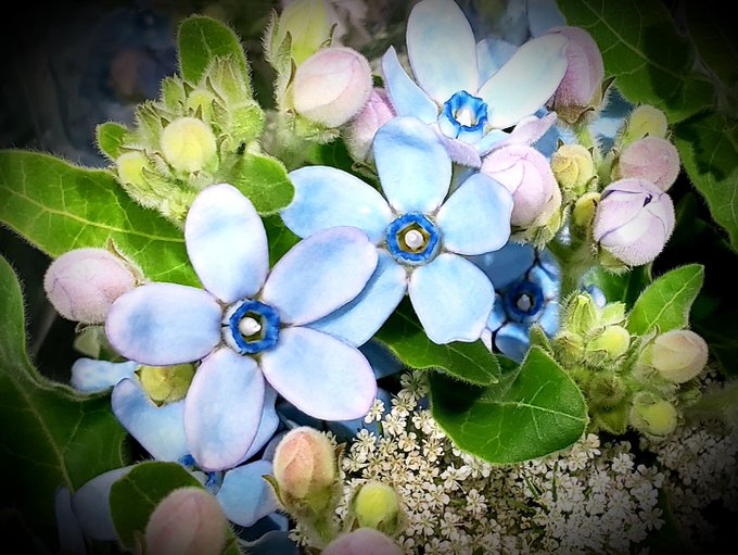 ブルースターのtwitterイラスト検索結果 古い順