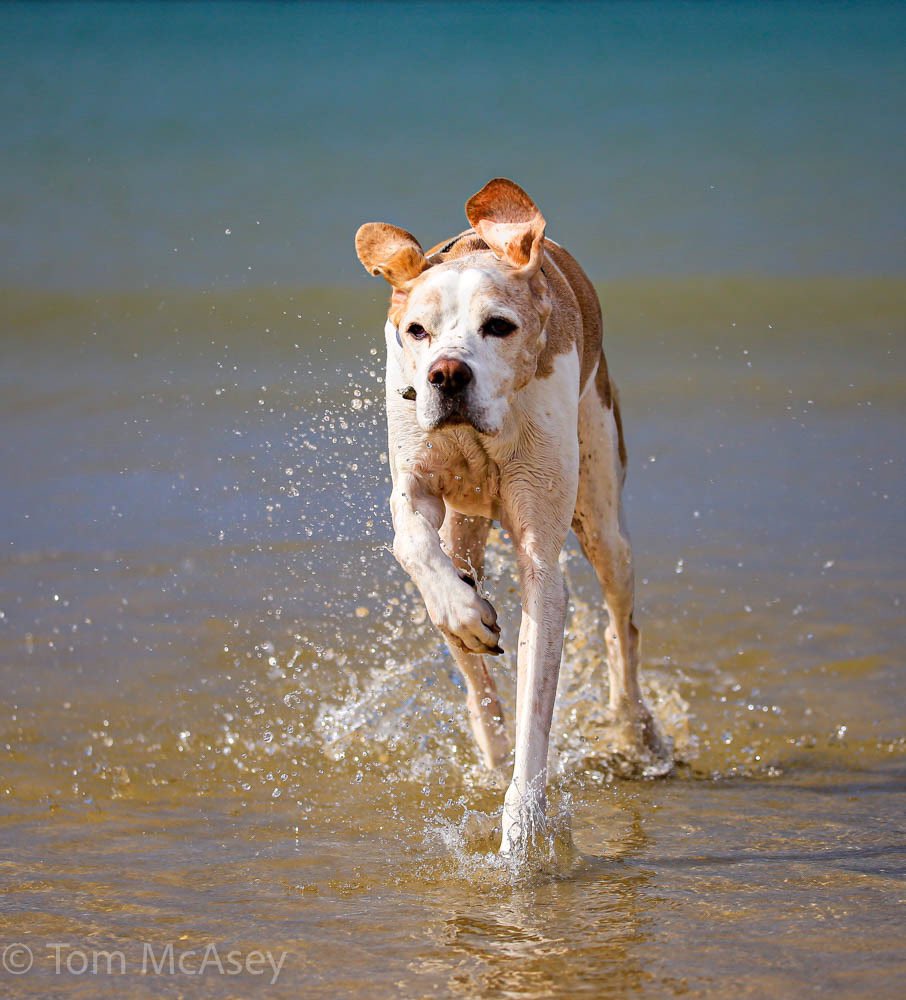 Gurnardfeet's tweet photo. Hugo dipping his toes at speed today..#englishpointer #pointerdogs #cornwall #dogs #englishdogs https://t.co/ecrktGXupa