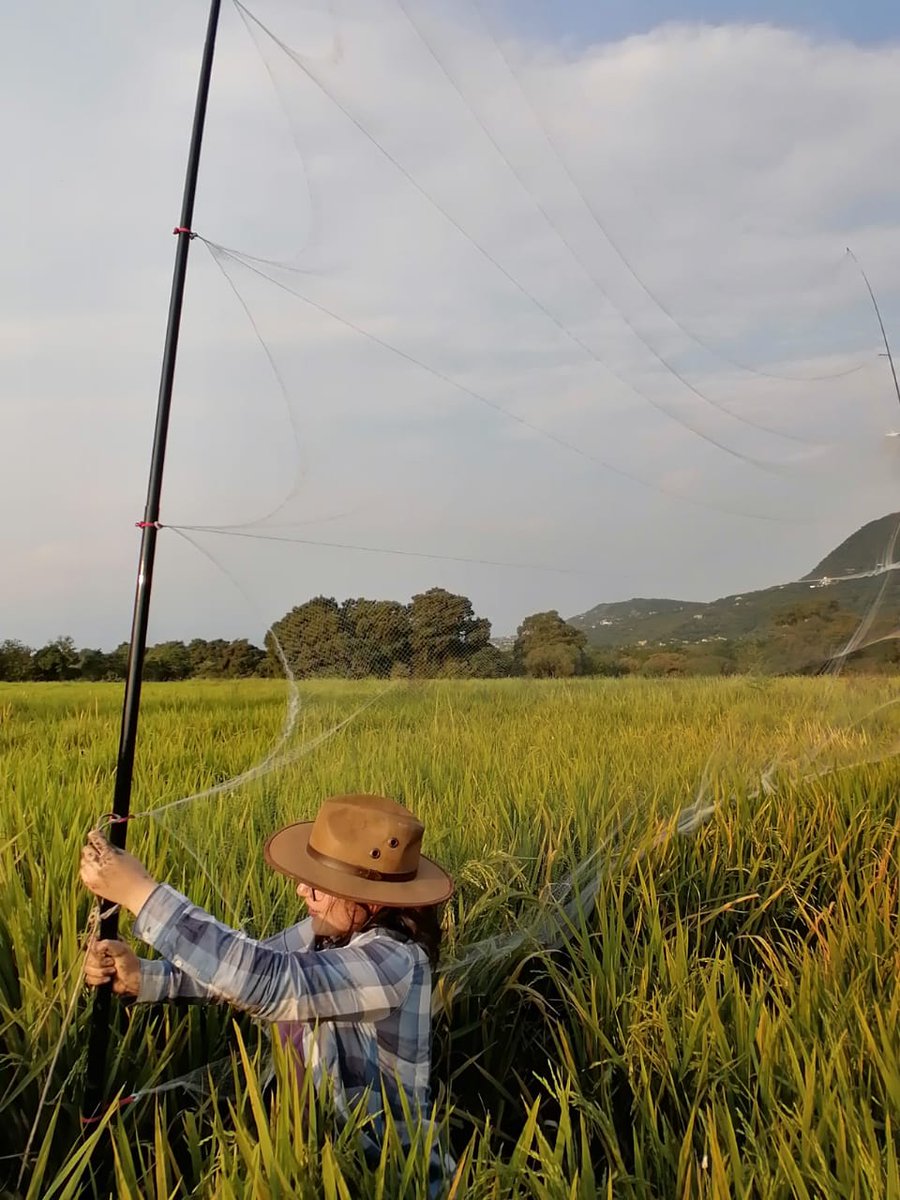 #SundayStudentScholar Cárol Mariana Sierra Durán, from the National Autonomous University of Mexico and recipient of the <a href="/ConservEvidence/">Conservation Evidence</a> Special Recognition, will be evaluating bats as potential rice pests controllers in Mexico. 📸 Cárol Mariana Sierra Durán #WomenInSTEM