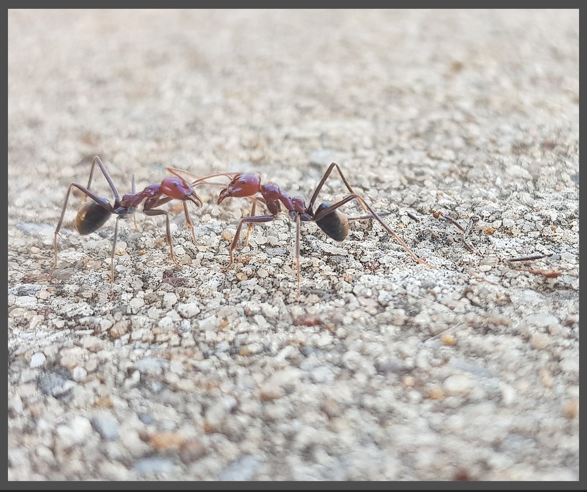 Tekitobear_'s tweet photo. ➰🤏🐜📸➰
#ant #bugs #photography #tiny #closeup #workerant #gravel #grey #kindacreepy https://t.co/RmmJpa5lAg
