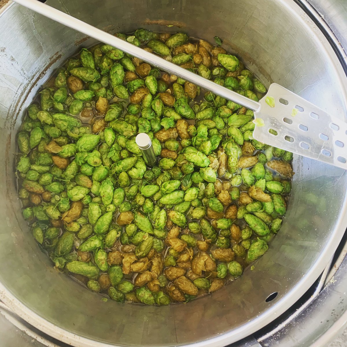 Loving the @thegrainfather G70 grain basket to add the fresh hops in #legend #smellsamazing 💪🍺