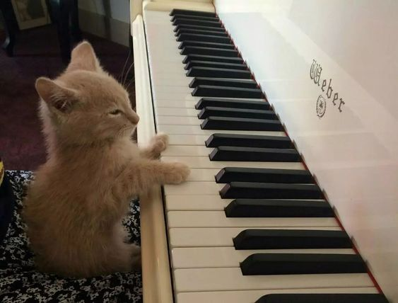 gatinhosorvete's tweet photo. plim ploim plim plim ploim ploim plim plim ploim ploim https://t.co/2zLgVol12O
