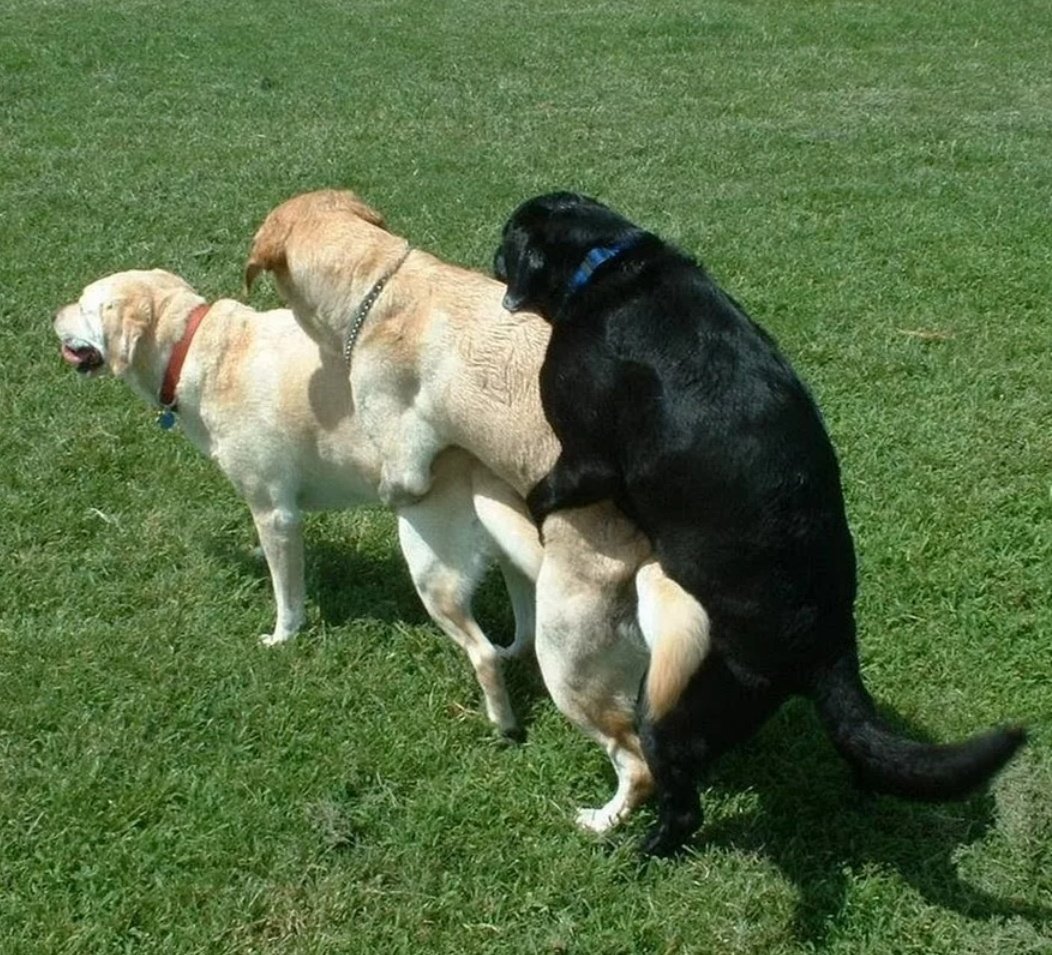 Собаки занимаются любовью. Собаки совокупляются. Собаки занимаются. Собаки совокупляются. Басенджи и сиба ину.