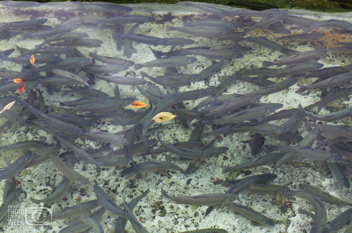 PentairAES's tweet photo. In today's Featured Aquaculture Photo, check out a #fish #hatchery where they are raising trout in cement ponds to be released back into the wild.
Take a peek ... #ThePentairLife
#aquaculture #fishfarming #ras #fishgeek #fish #filtration #fishfarmer #sustainablefood #pentairaes https://t.co/tUfzBgEowK