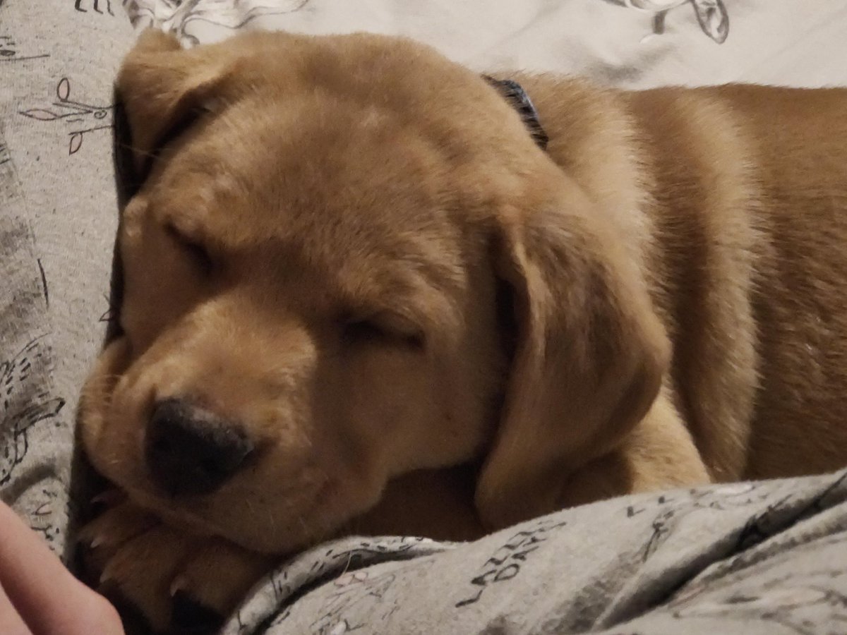 Well here is the best thing to happen in lockdown. New family addition. Loki 😍