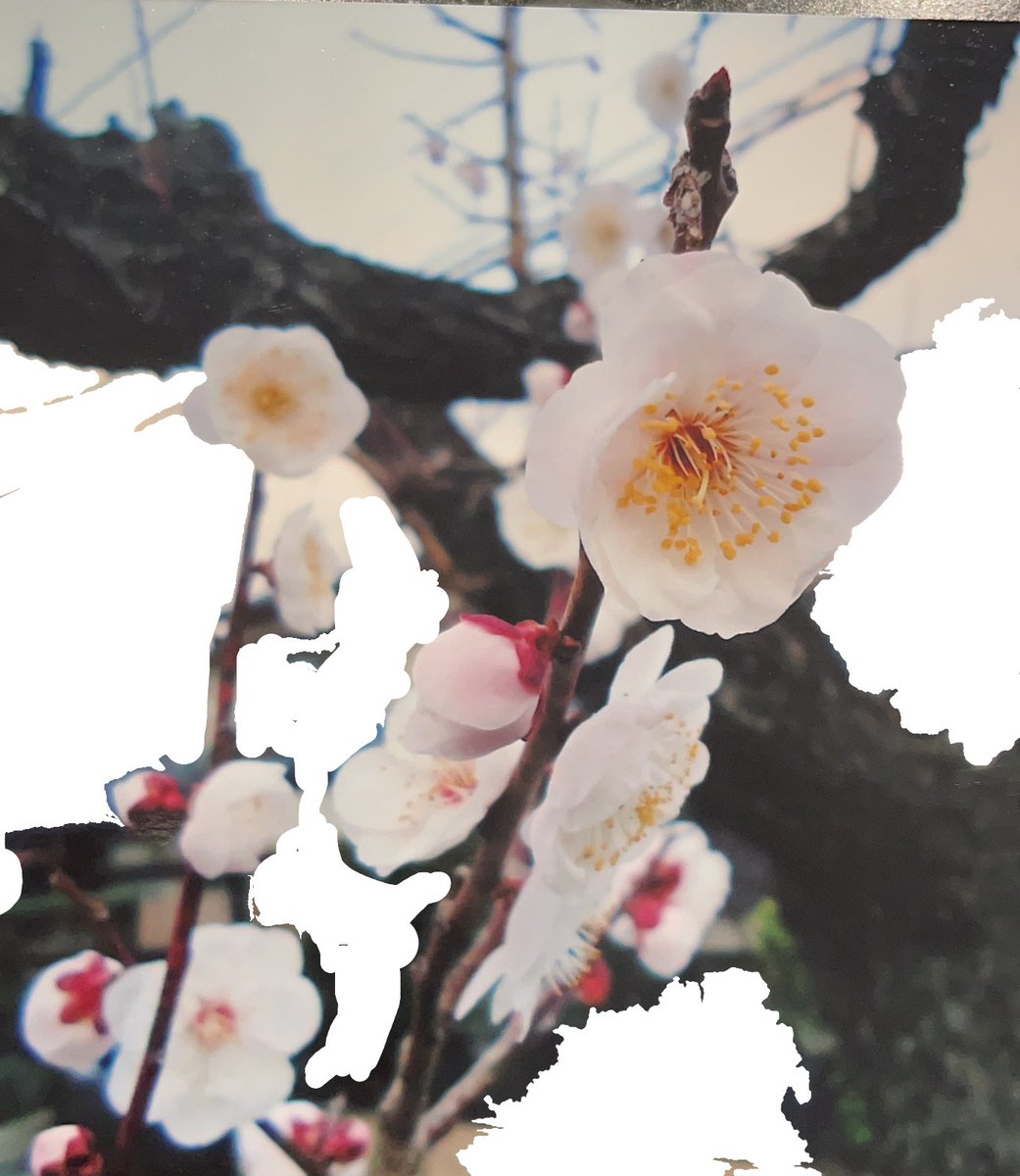 よく似ている春のお花 桜 梅 桃 杏 李 の見分け方と描き分けかたがわかりやすい 私の中では桜以外全部梅だった Togetter