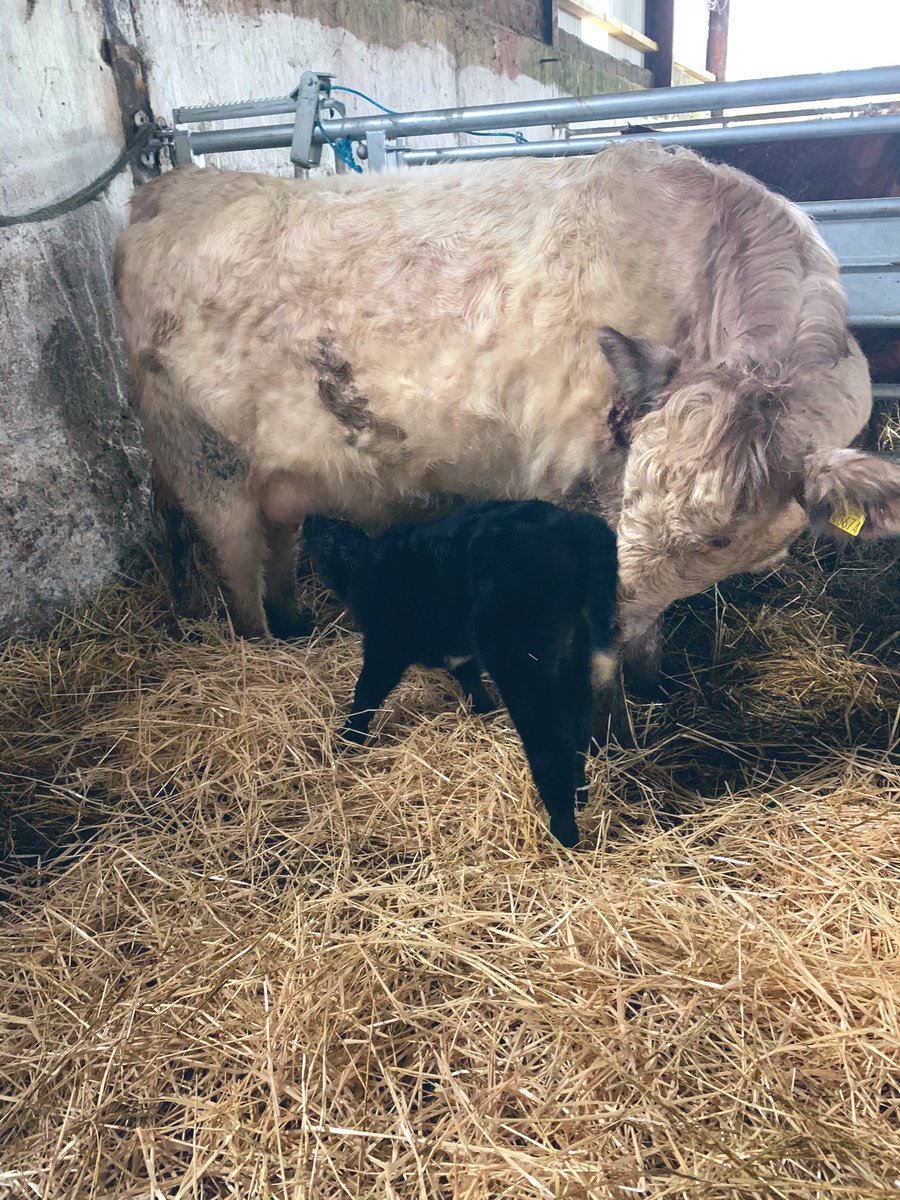 Two years on,From baby to mammy. Very happy with this heifer calving to Matteo at 276 days #beef #calving2021 @progressivegen #agcredible