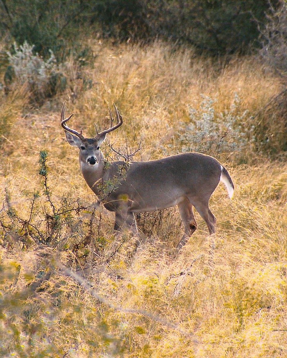 WTD_tv's tweet photo. About as broadside as you get right there...
#whitetail #deerhunting #broadside #nicebuck #whitetaildeer https://t.co/j3tBtY5OVe