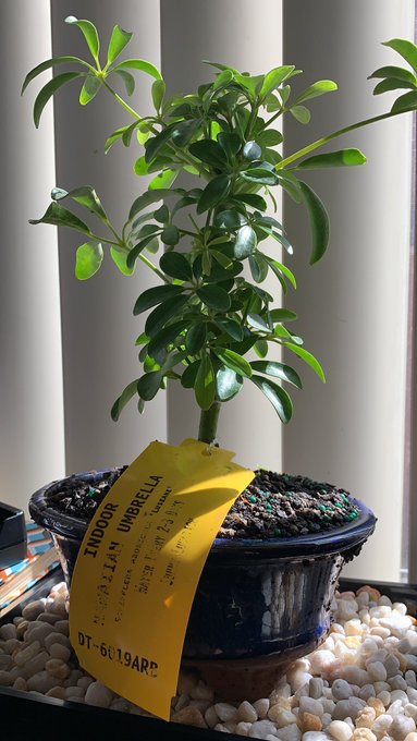 the babe 💕 the plant 🌱 https://t.co/NWSKqosG7j