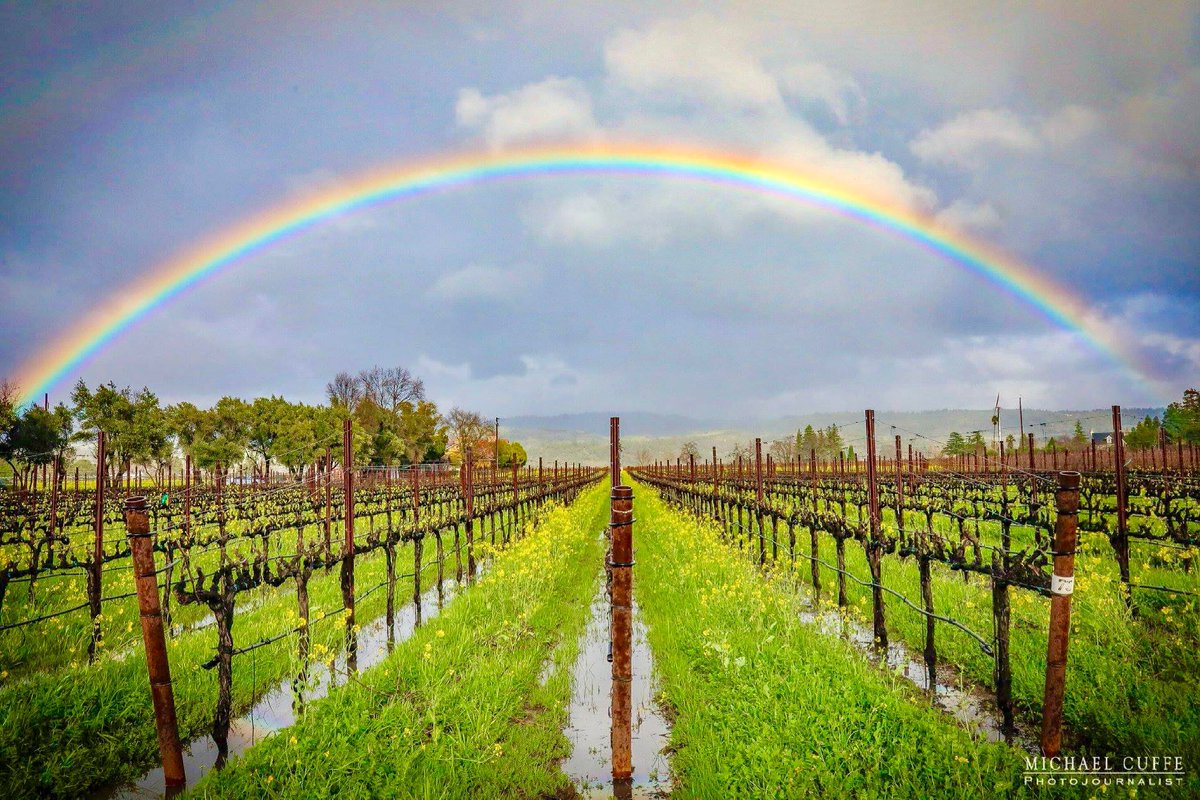 CalifNapaValley's tweet photo. "Rainy Day Rainbows" photographed yesterday by Michael Cuffe in California's Napa Valley. 

#napavalley #vineyard #rainbow #winecountry #napa #michaelcuffe #mustardflowers #rainyday #wine #grapevine https://t.co/R7R6xpNIwr