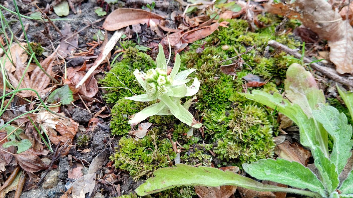 ちびちゃ 蕗 フキ 春を代表する山菜 花が咲いた後 地下茎から葉柄を出しハート型の葉を広げる 昔は独特の苦味から胃薬として用いられた ピロリジジンアルカロイドという毒を持つ アク抜きして火を通せば問題ない 花言葉 愛嬌 公平 私を