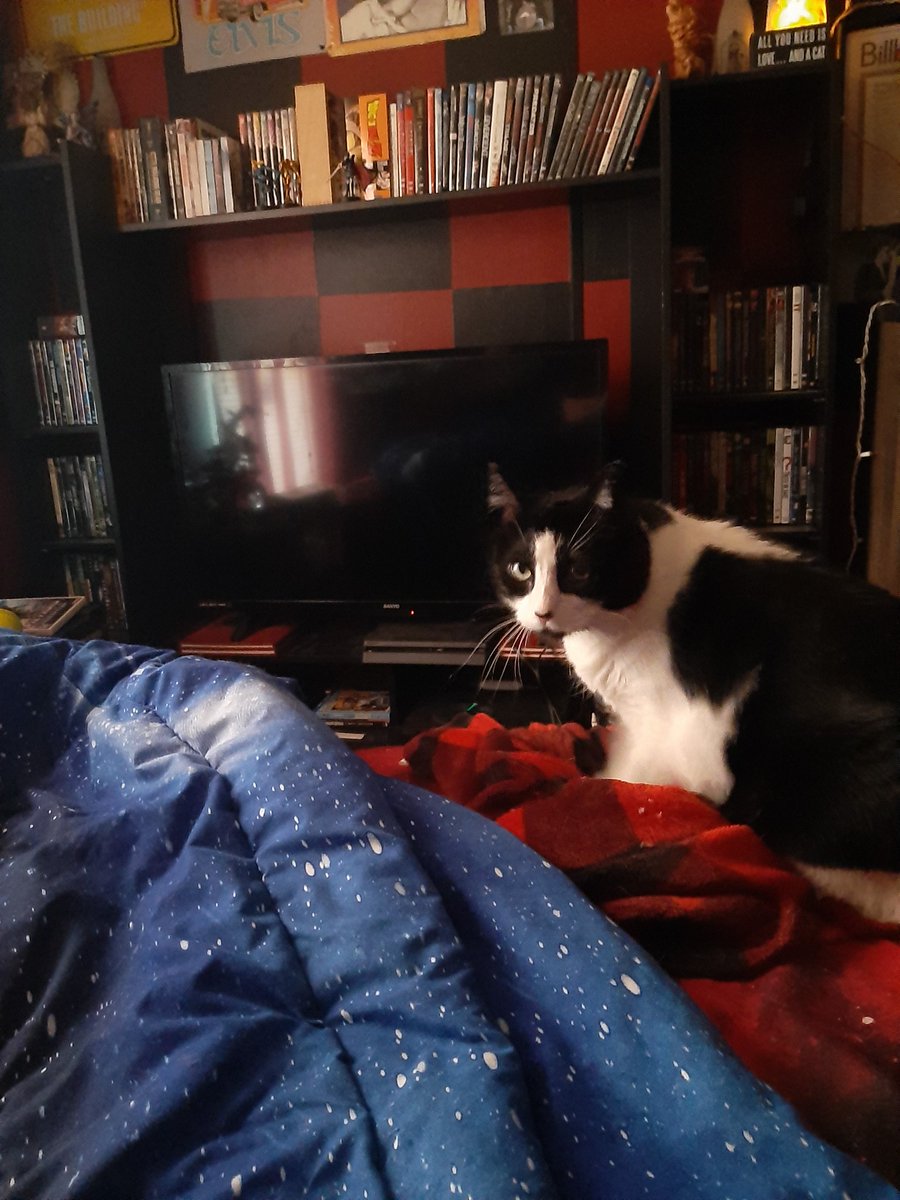 libby694's tweet image. Good night, @TheRealFatCrow. From me and my cat. Have a great night!