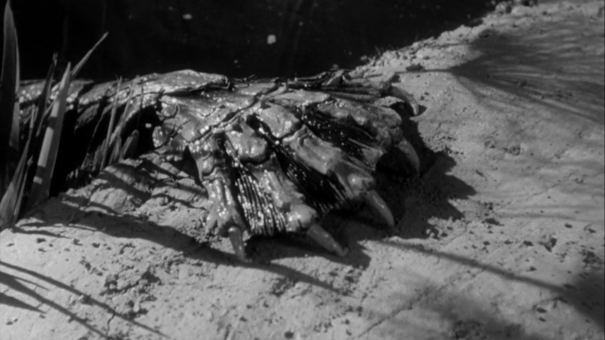 AestheticHorror's tweet photo. The Creature from the Black Lagoon was released on this day in 1954. https://t.co/p1Jrc5kGjp
