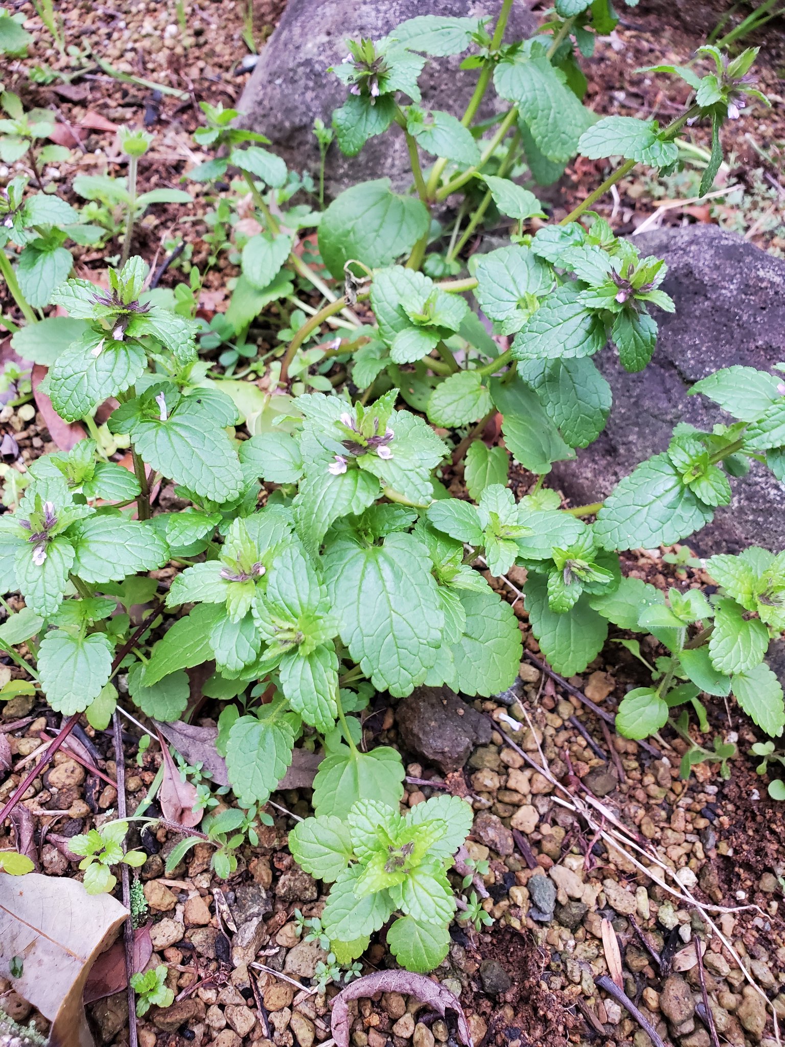 たまちゃん 庭に生えているこの植物の名前が分かる方いらっしゃらないでしょうか 小さい紫の花 花 が咲いています 質問 雑草 ハーブ 名前が知りたい T Co cvqcgifo Twitter
