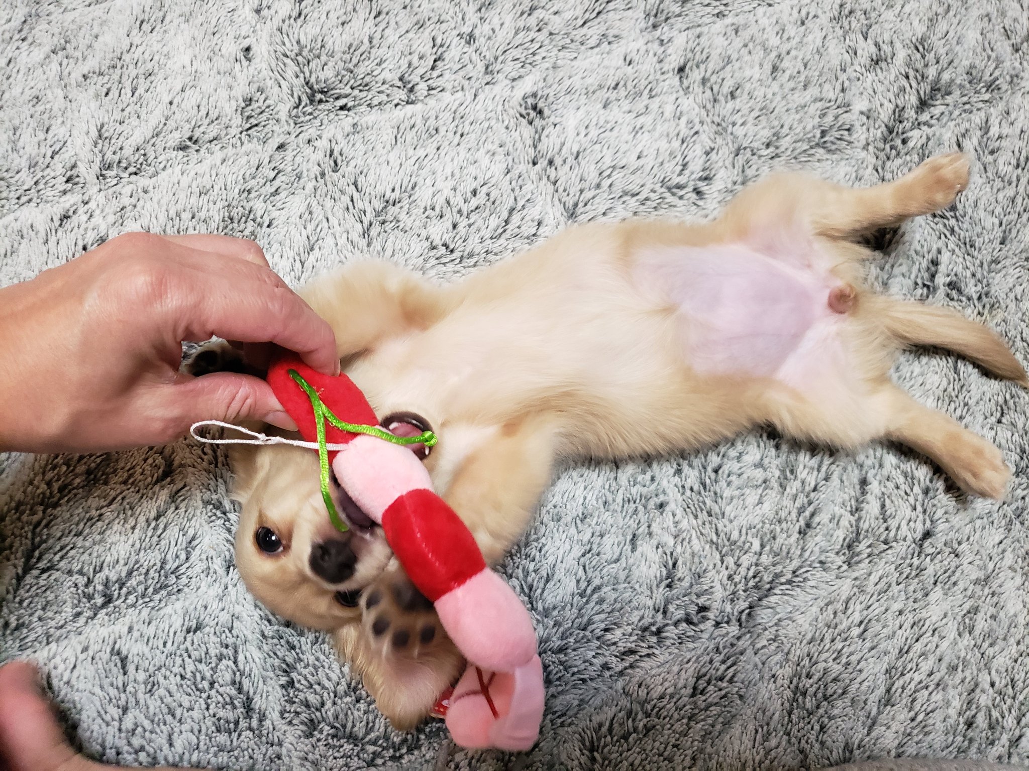 ジャスミンかすみん A Twitter 今日のジャスミン ちゅるちゅるポンポコリンだったお腹が成長と共に黒いシミになってきたよー あっという間に大きくなった 今日で4ヶ月と14日 パピー犬 ダックスフンド ミニチュアダックスフンド 犬のいる暮らし 愛犬家