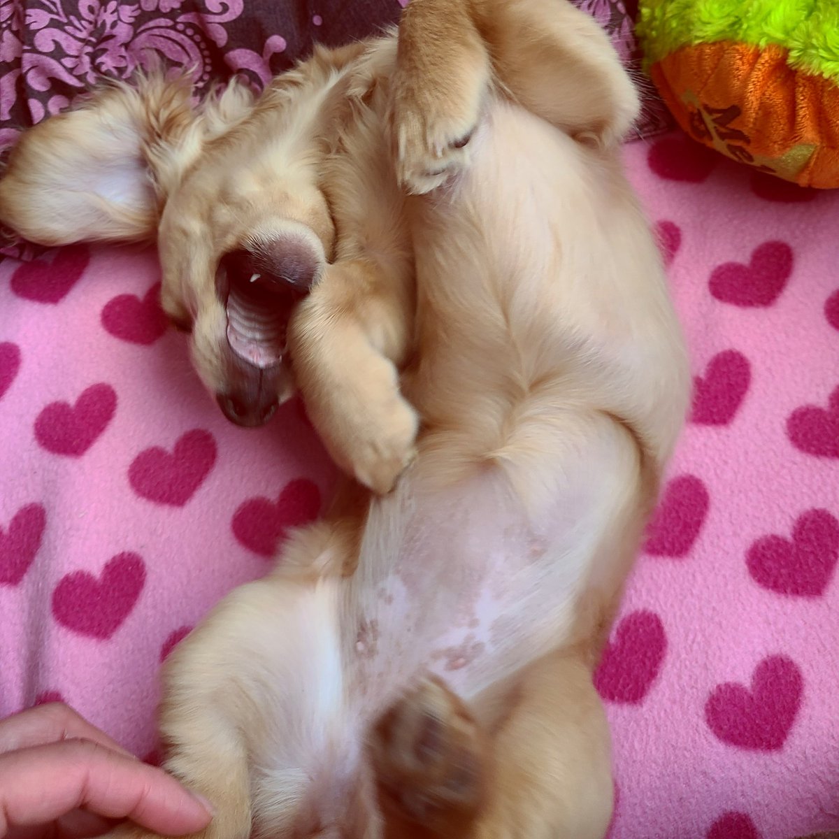 ジャスミンかすみん Twitter પર 今日のジャスミン ちゅるちゅるポンポコリンだったお腹が成長と共に黒いシミになってきたよー あっという間に大きくなった 今日で4ヶ月と14日 パピー犬 ダックスフンド ミニチュアダックスフンド 犬のいる暮らし 愛犬家