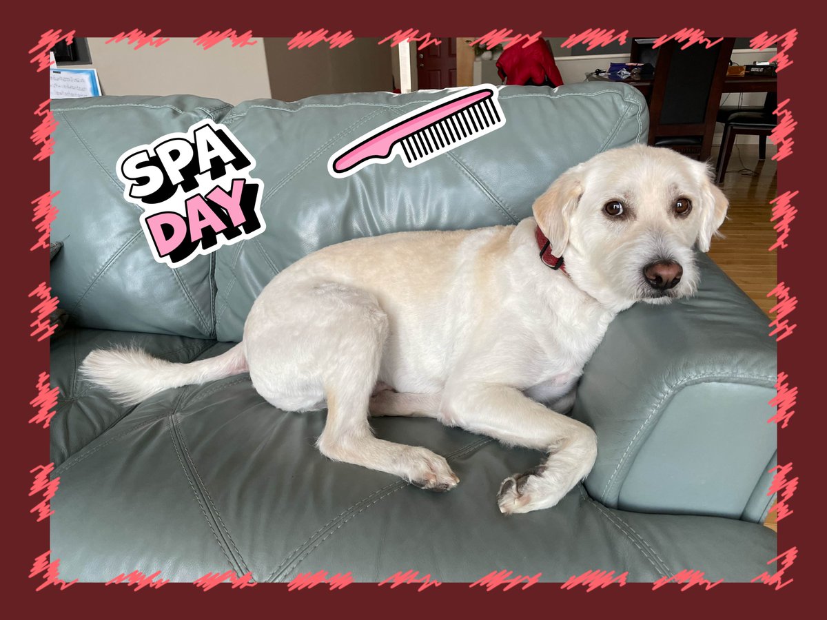 Here is Sparky before and after grooming today.

Stickers and frames were added in <a href="/socialiteapp/">@socialiteapp</a>. There’s a new Pet Parent sticker pack available in Socialite now. Very handy.