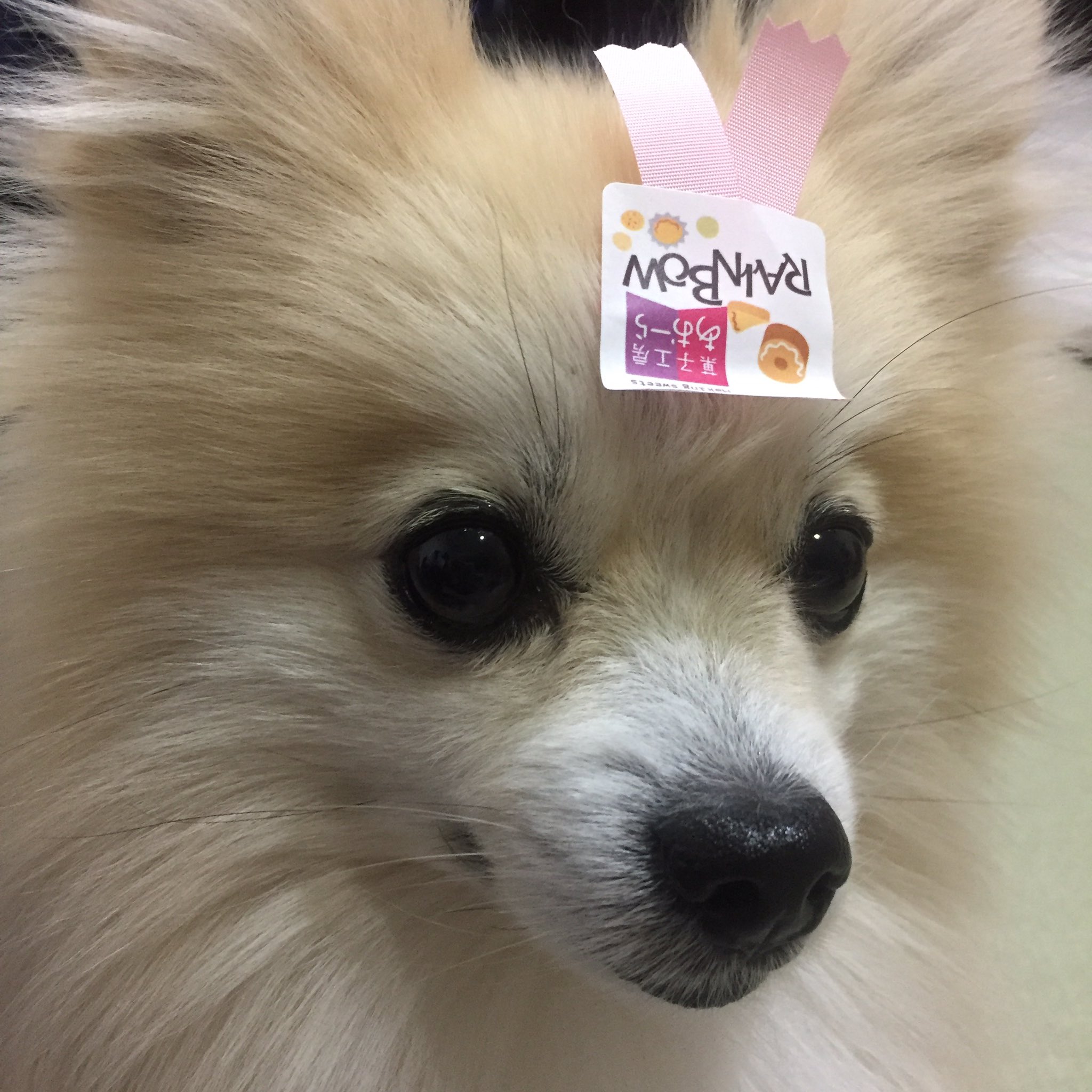 ポメ家族 茶々丸 あんこ きなこ丸 シールついてるね いぬ 犬 ポメラニアン くろぽめ ちゃぽめ 黒ポメ 茶ポメ 癒し ペット T Co 6dr5ytvmfe Twitter ポメ家族 茶々丸 あんこ きなこ丸 シールついてるね いぬ 犬 ポメラニアン くろぽめ ちゃぽめ 黒ポメ 茶ポメ 癒し ペット T Co 6dr5ytvmfe Twitter