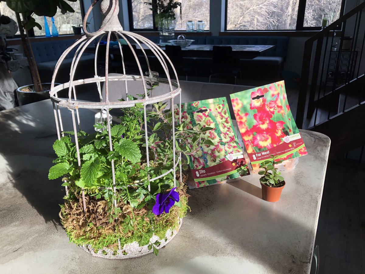SweetReunion22's tweet photo. Gorgeous day.....We walked about 4-5km round trip to the greenhouse & bought these treasures. So awesome to be able to walk this far with live plants & not worry about the cold. #CantRememberWhen βοΈπ¨π¦π·πβπ¦ΊπΆπ»ββοΈπΆπΌββοΈ https://t.co/U7PNpzivWg