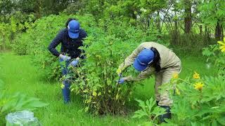 SomosAGROSAVIA's tweet image. La ganadería actual enfrenta el reto de tener unos modelos de producción sostenibles y de bajo impacto ambiental.  Mira en el siguiente video cómo reconocer qué le está ofreciendo a tus animales en un sistema silvopastoril. youtu.be/NEr-1_j3vTw