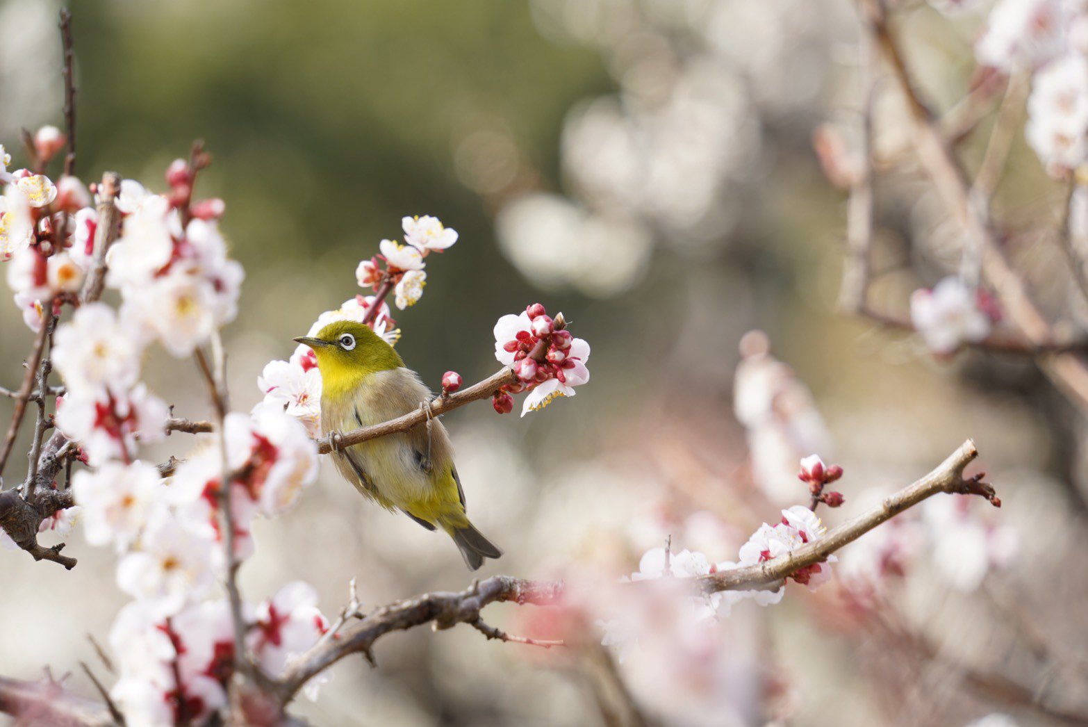 ライ 梅の木にうぐいすがとまっていました すごく趣がありますね 3月 ひな祭り 梅 うぐいす 四季を感じられるって良いですね 3月 ひな祭り 梅 うぐいす T Co Bmpjcjucgj Twitter