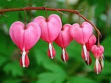 メリアルーム 土日祝いいね お休みです 今日の花 3月6日の誕生日花は けまんそう 花言葉は 従順 恋心 この日生まれの人はとても気さくで接しやすいタイプ 一方で ポーカーフェイスな一面も兼ね備えた魅力的な人 クールかつ親しみやすい メリアルーム 土日祝いいね お休みです 今日の花 3月6日の誕生日花は けまんそう 花言葉は 従順 恋心 この日生まれの人はとても気さくで接しやすいタイプ 一方で ポーカーフェイスな一面も兼ね備えた魅力的な人 クールかつ親しみやすい