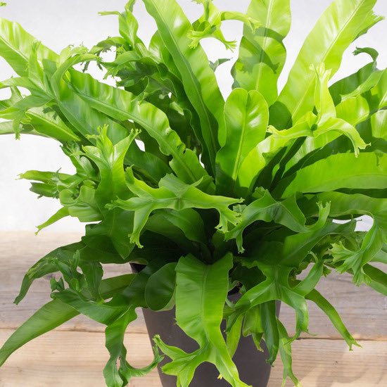 ライフ エコ 観葉植物 数量限定 アスプレニウム クリーシー アビス クリーシー 8寸 約w60 H70cm T Co Fbawfjrpuc 観葉植物 アスプレニウムクリーシー アスプレニウム クリーシー アビスクリーシー アビス 風水 おしゃれな ライフ エコ 観葉植物 数量限定 アスプレニウム クリーシー アビス クリーシー 8寸 約w60 H70cm T Co Fbawfjrpuc 観葉植物 アスプレニウムクリーシー アスプレニウム クリーシー アビスクリーシー アビス 風水 おしゃれな