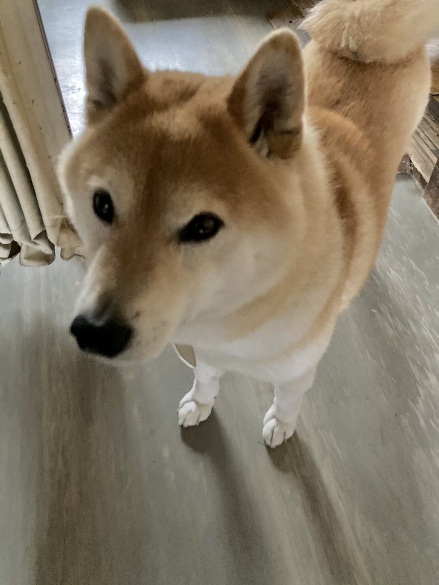 日本各地では犬洗いが行われています 21 3 8 追記 Togetter 日本各地では犬洗いが行われています 21 3 8 追記 Togetter