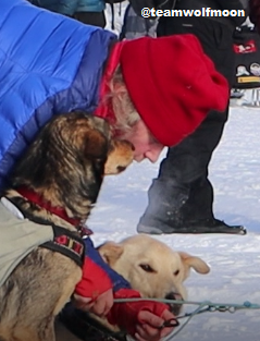 TeamWolfMoon's tweet photo. @warmheatherette Aliy getting some attention from her pups! #IditaThrowback https://t.co/MUbxw1cwvS
