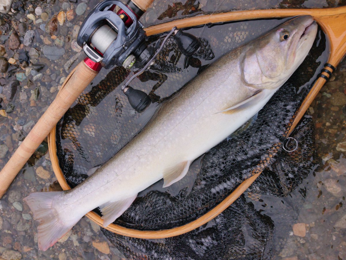 コージ ベイトリール大百科 Kohji Baitreel Twitter