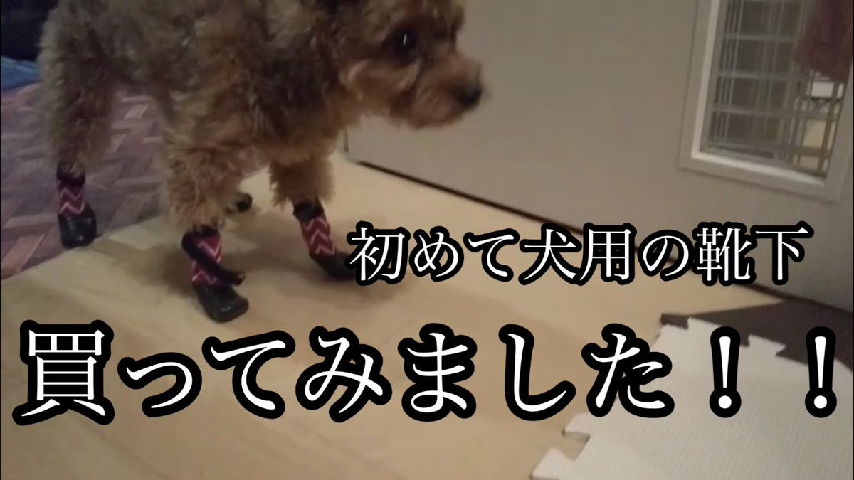 ヨシ Dog 犬 ポメプー初めて犬用の靴下 買ってみました T Co dhochl Youtubeより 早く脱ぎたいわ 犬用の靴下 犬好きさんと繋がりたい 犬との日常
