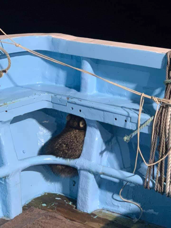 野生動物も反省する！忍び込んだことがバレてバツが悪そうな狸ｗｗ