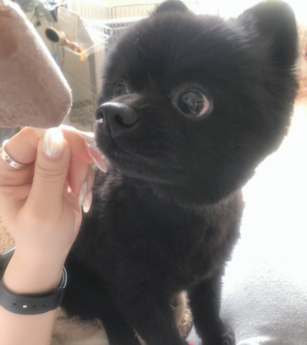 hagihukucha's tweet photo. アイスが欲しいはぎ🐕🍨

…くれなかった…わん…(´；ω；`)

#ポメラニアン
#いぬすき 
#チョコ沢ゴリ蔵 https://t.co/a3avV8h36B