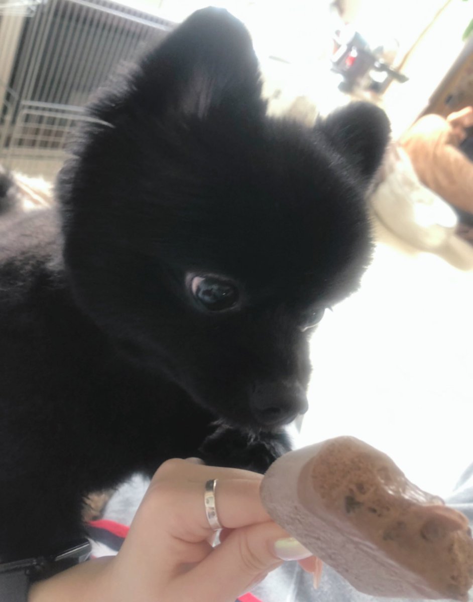 hagihukucha's tweet photo. アイスが欲しいはぎ🐕🍨

…くれなかった…わん…(´；ω；`)

#ポメラニアン
#いぬすき 
#チョコ沢ゴリ蔵 https://t.co/a3avV8h36B