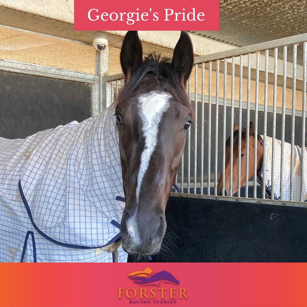 Desracing74's tweet photo. Happy Saturday! The team is staying close to home today with three runners at Eagle Farm.
Race 7 - Couldn't Refuse
Race 8 - Racing Paradise
Race 9 - Georgie's Pride
Have a great weekend everyone!
@EagleFarmRacing #couldntrefuse #racingparadise #georgiespride #racehorses https://t.co/NSPsBWdVpw