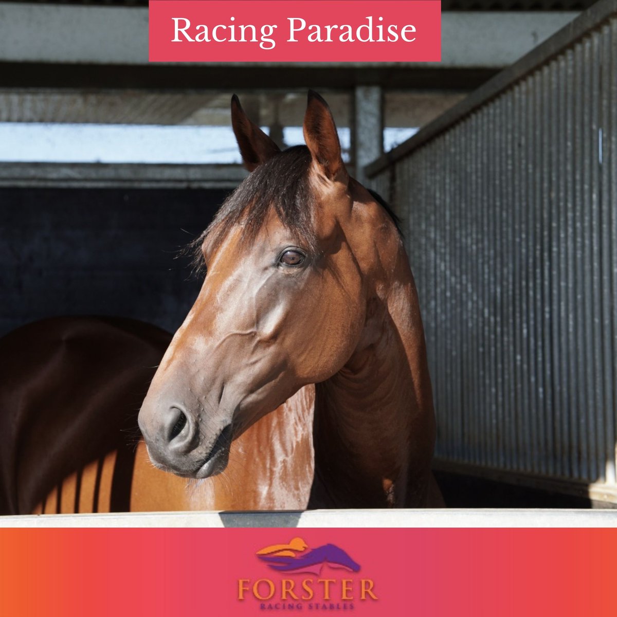 Desracing74's tweet photo. Happy Saturday! The team is staying close to home today with three runners at Eagle Farm.
Race 7 - Couldn't Refuse
Race 8 - Racing Paradise
Race 9 - Georgie's Pride
Have a great weekend everyone!
@EagleFarmRacing #couldntrefuse #racingparadise #georgiespride #racehorses https://t.co/NSPsBWdVpw