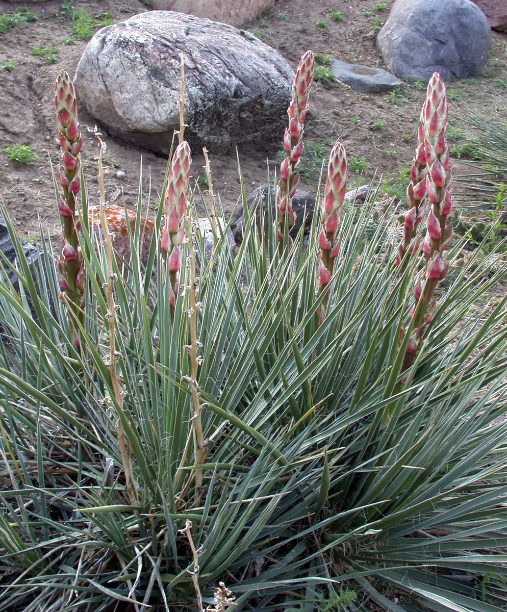 Happy #FloraFriday everyone! This week we are highlighting one of the Rare Plant Profiles posted on our website, Yucca glauca Nuttall (Soapweed). 

Photo Credit Dan Johnson
List of sources&more information is posted on our website anpc.ab.ca