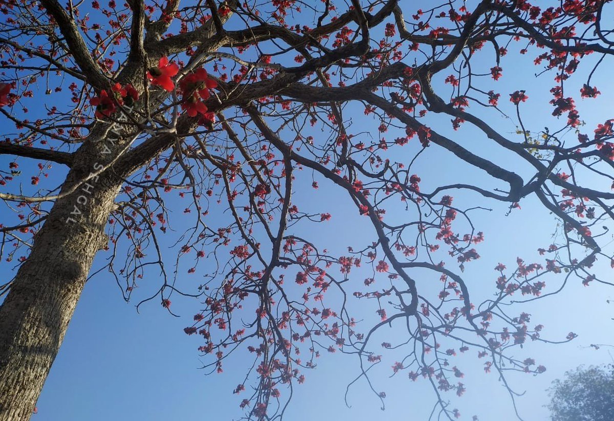 'Laal phool jab khilenge, tab humein shikaar milega” ~Mowgli

#RandomClick #NoFilters #SaturdayMorning #photography #TwitterNatureCommunity  #FlameofTheForest #Dhak #Tesu #Palash #ButeaMonosperma